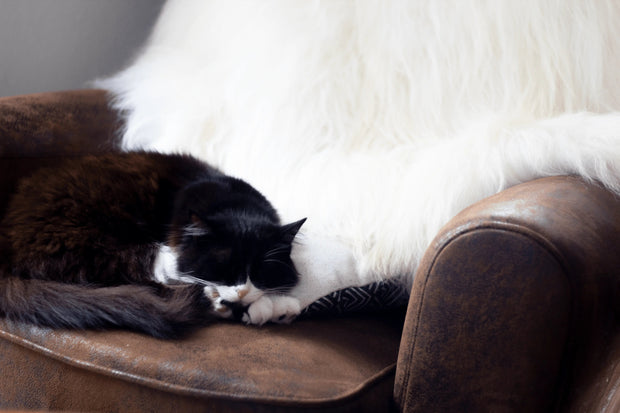 Peau de mouton islandais